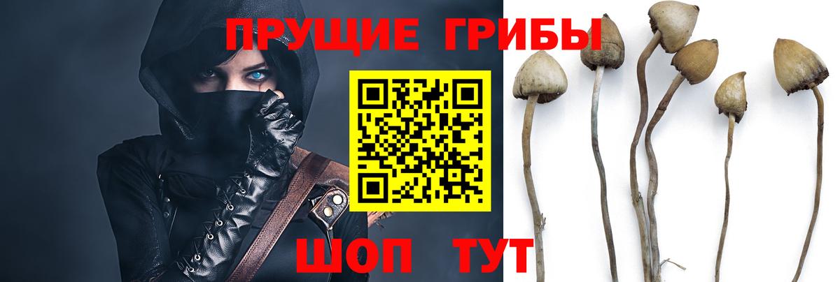 Черемхово  Галлюциногенные грибы Psilocybine cubensis  Вход с VPN 